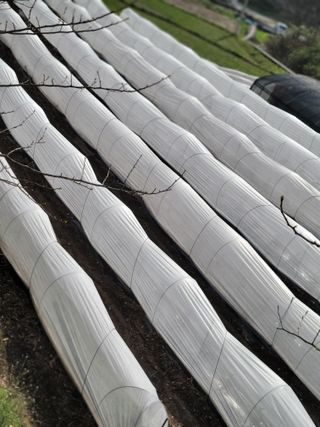 김선순(공룡자색마)님의 기타작물 · 영농일지 작성글 사진