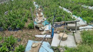 최강K님의 기타작물 · 영농일지 작성글 사진