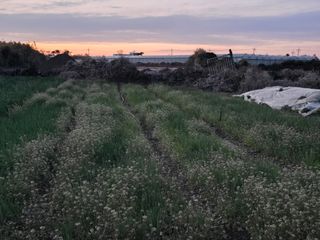 낙엽교목류22209님의 파 · 영농일지 작성글 사진