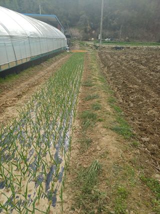 전원수님의 기타작물 · 영농일지 작성글 사진