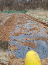 거창두릅농원김성희님의 작성글 사진