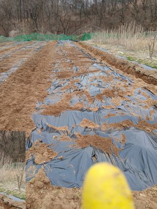 거창두릅농원김성희님의 두릅 · 영농일지 작성글 사진