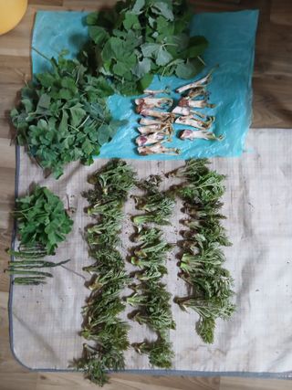 엄기덕님의 사과 · 영농일지 작성글 사진