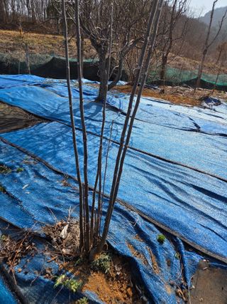 김영옥님의 기타작물 · 영농일지 작성글 사진