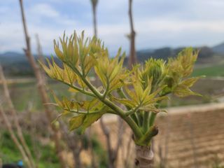 이용찬 열매마농원님의 기타작물 · 영농일지 작성글 사진