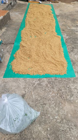 권리를위한투쟁님의 기타작물 · 영농일지 작성글 사진