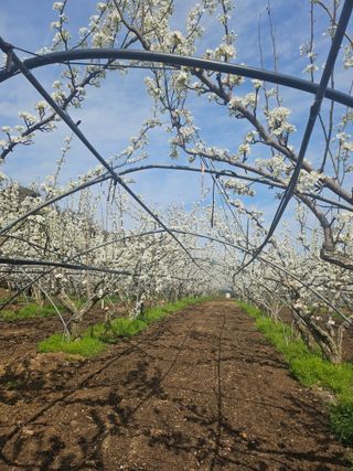 조영민님의 배 · 영농일지 작성글 사진