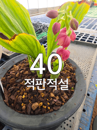 이성규 님의 기타작물 · 영농일지 작성글 사진