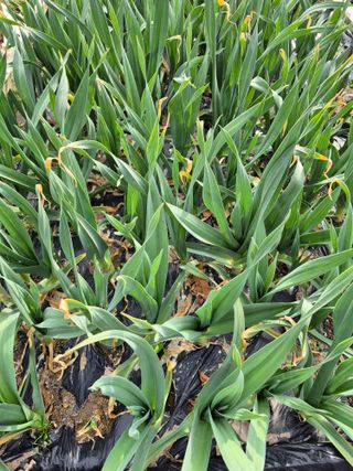 임재현님의 마늘 · 영농일지 작성글 사진