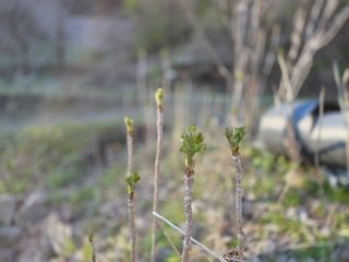 윤자용11대임후회장님의 배추 · 영농일지 작성글 사진