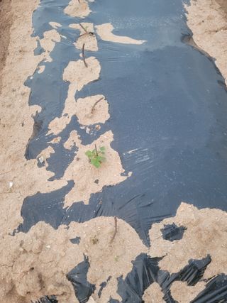 이용찬 열매마농원님의 기타작물 · 영농일지 작성글 사진