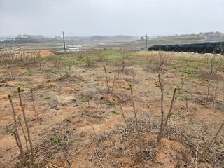 I am 조익성님의 두릅 · 영농일지 작성글 사진