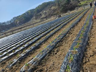 소백산단산포도이종석님의 기타작물 · 영농일지 작성글 사진