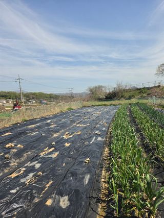 양파12861님의 마늘 · 영농일지 작성글 사진