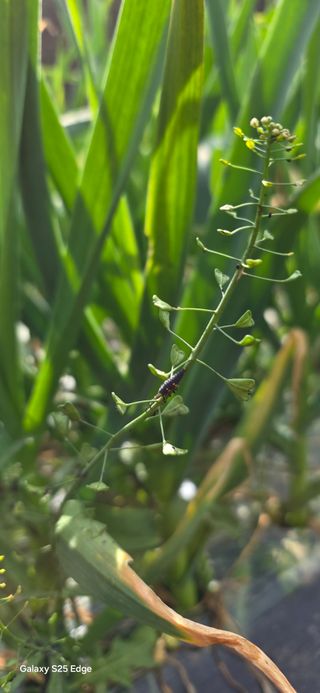 경주농장님의 마늘 · 영농일지 작성글 사진