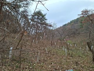 자연같이님의 작성글 사진