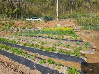 연모 자연의행복님의 기타작물 · 영농일지 작성글 사진