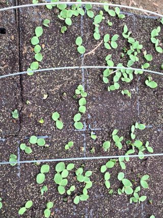 한내님의 호박 · 영농일지 작성글 사진