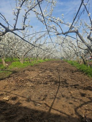 조영민님의 배 · 영농일지 작성글 사진
