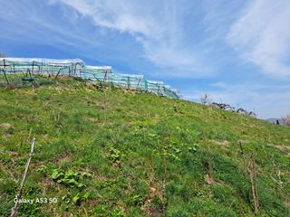 조연만님의 콩 · 영농일지 작성글 사진