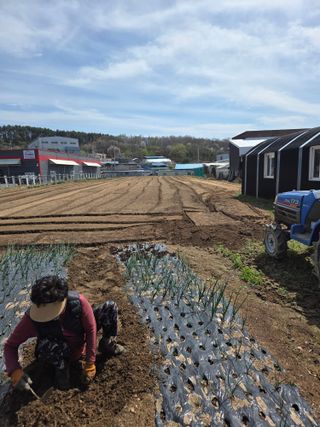 뚜벅이님의 기타작물 · 영농일지 작성글 사진