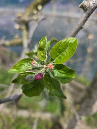운치농장님의 사과 · 영농일지 작성글 사진