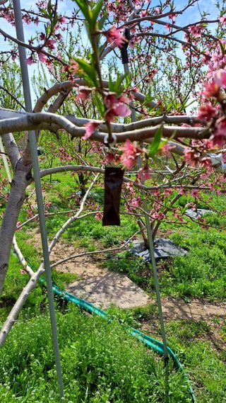 주윤발이님의 복숭아 · 영농일지 작성글 사진