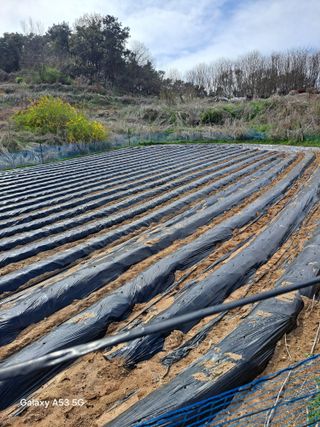 조연만님의 콩 · 영농일지 작성글 사진