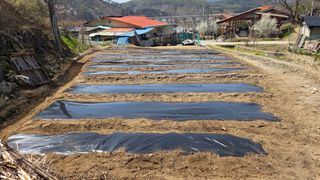  조약돌님의 고구마 · 영농일지 작성글 사진