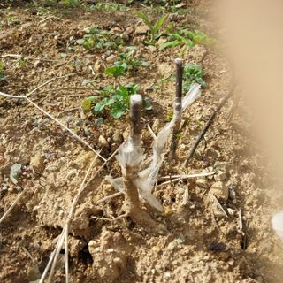 섬진강님의 기타작물 · 영농일지 작성글 사진