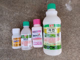 조성민님의 마늘 · 영농일지 작성글 사진