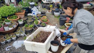 최강K님의 기타작물 · 영농일지 작성글 사진