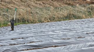 황둔얼렁뚱땅체리농부님의 감자 · 영농일지 작성글 사진