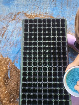 이상욱님의 참깨 · 영농일지 작성글 사진