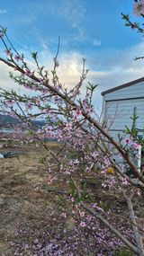 팜모닝 복숭아·영농일지 게시글 이미지