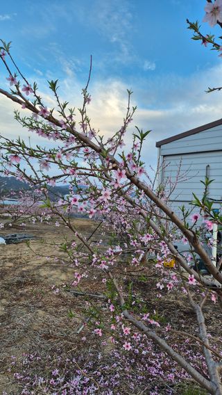 최근만님의 작성글 사진