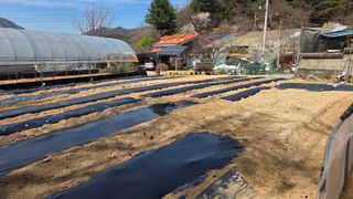  조약돌님의 고구마 · 영농일지 작성글 사진