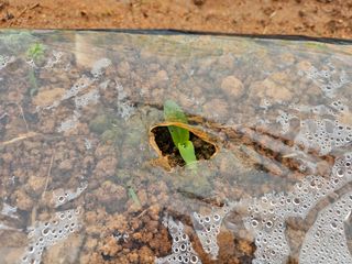 김도영님의 옥수수 · 영농일지 작성글 사진