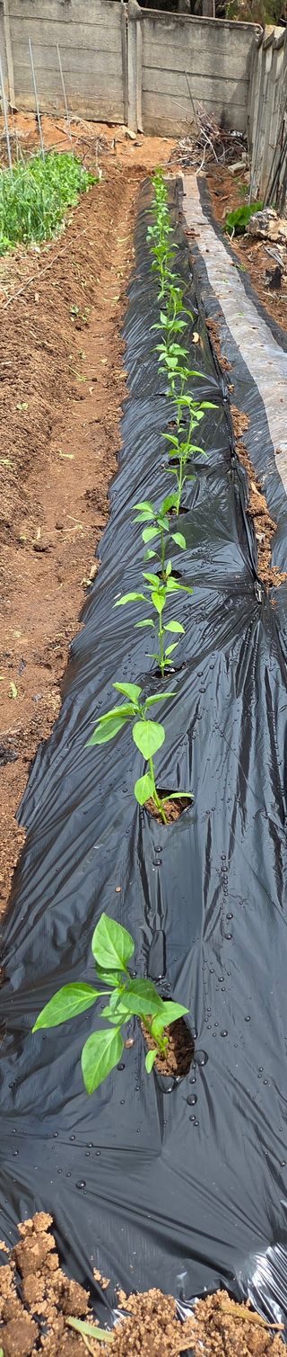 체리123님의 고추 · 영농일지 작성글 사진