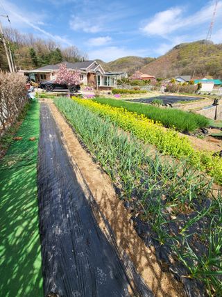 늘찬님의 마늘 · 영농일지 작성글 사진