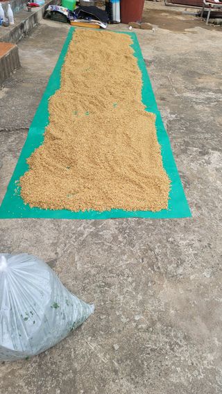 권리를위한투쟁님의 기타작물 · 영농일지 작성글 사진