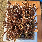 팜모닝 기타작물·영농일지 게시글 이미지