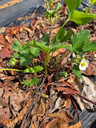 김영옥님의 기타작물 · 영농일지 작성글 사진