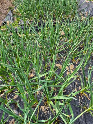 임재현님의 마늘 · 영농일지 작성글 사진