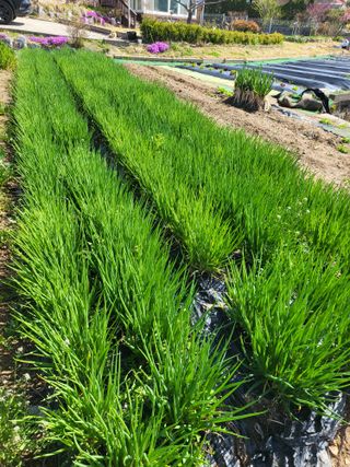 늘찬님의 마늘 · 영농일지 작성글 사진