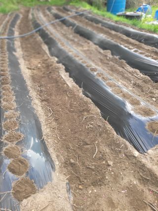 김선순(공룡자색마)님의 기타작물 · 영농일지 작성글 사진