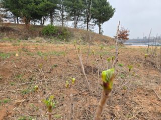 I am 조익성님의 두릅 · 영농일지 작성글 사진