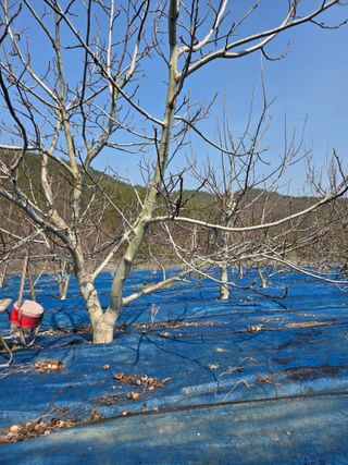 김영옥님의 기타작물 · 영농일지 작성글 사진