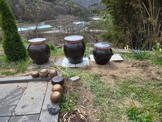 오세창님의 배추 · 영농일지 작성글 사진