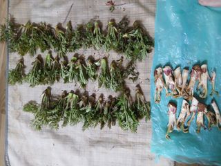 엄기덕님의 사과 · 영농일지 작성글 사진